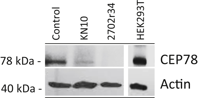 Figure 3