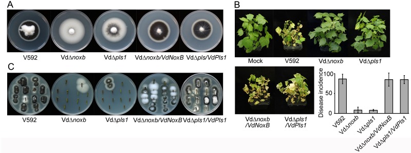 Fig 1