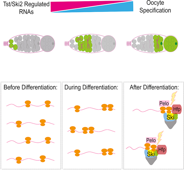 graphic file with name nihms-1697818-f0001.jpg