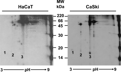 Fig. (3)