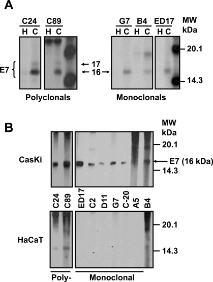 Fig. (1)