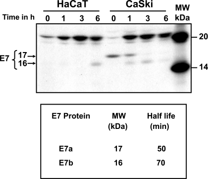 Fig. (2)