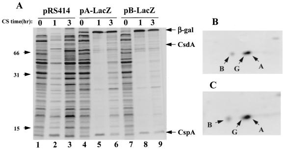 FIG. 1