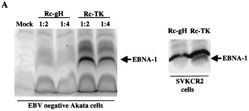 FIG. 8