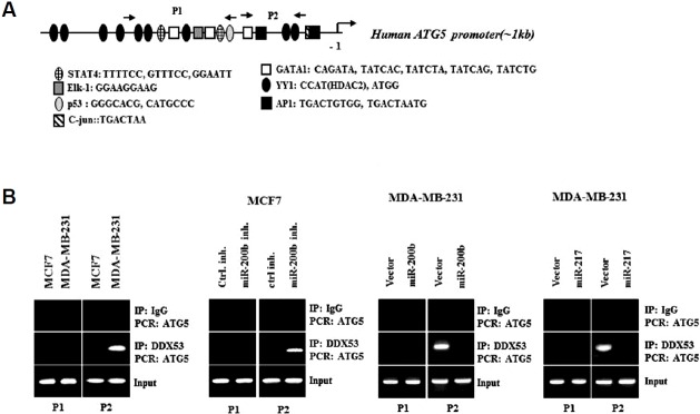 Fig. 11