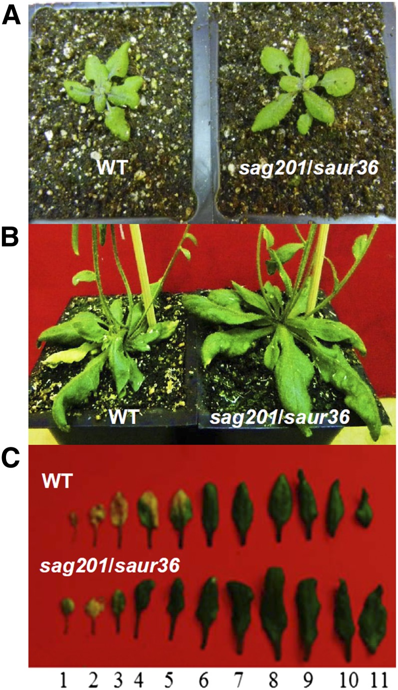 Figure 4.