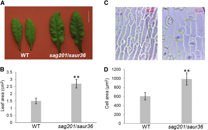 Figure 6.