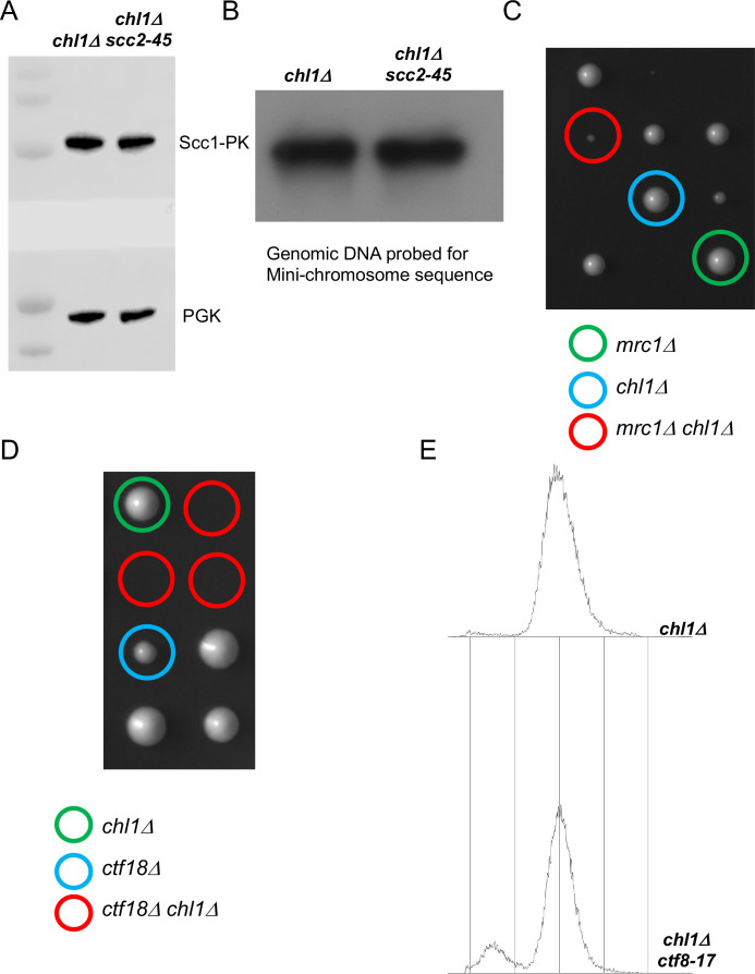 Figure 5—figure supplement 1.