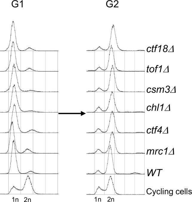 Figure 3—figure supplement 1.