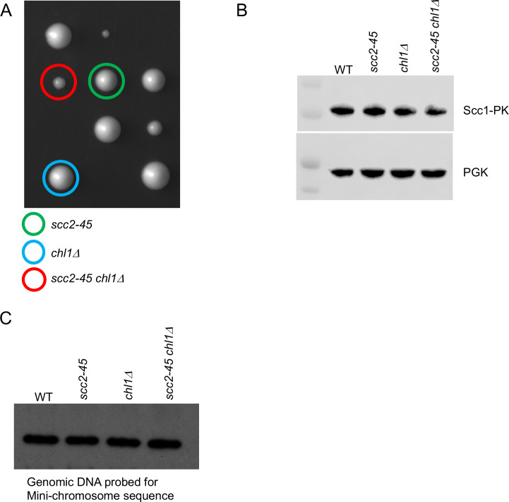 Figure 4—figure supplement 1.