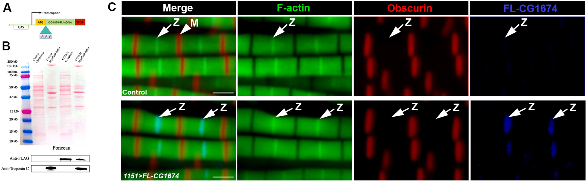 Figure 3.