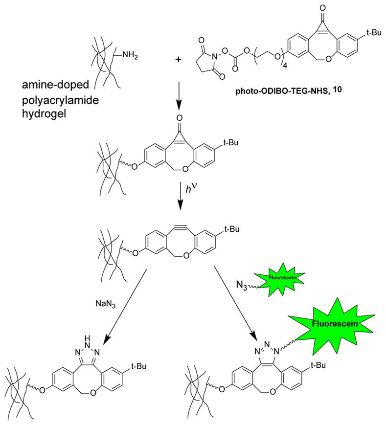 Scheme 5