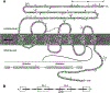 F<sc>ig</sc>. 1.