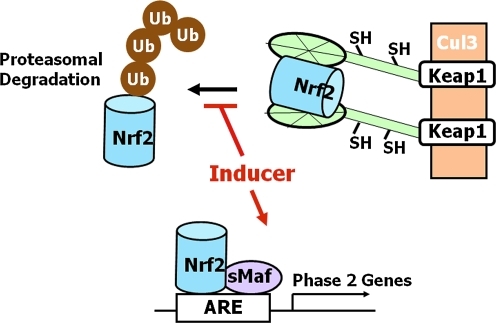 FIG. 7.