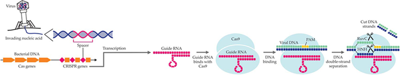 FIGURE 1