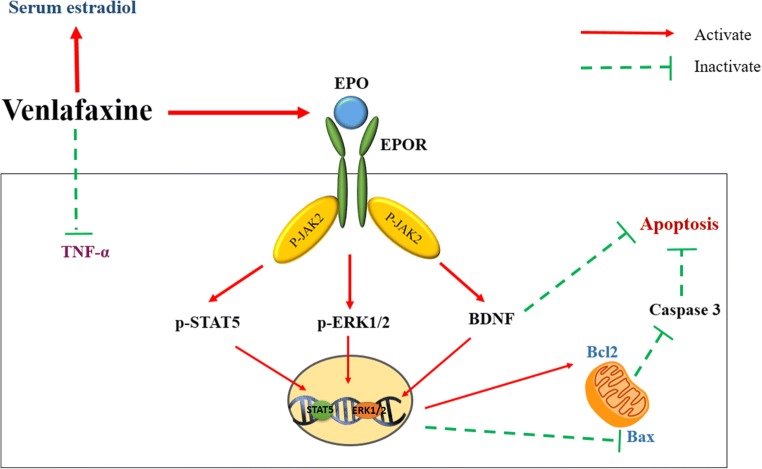 Graphical Abstract