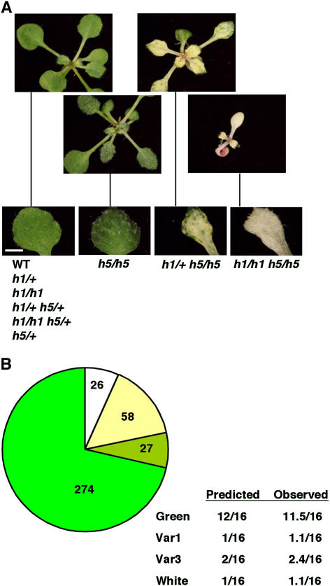 Figure 5.