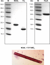 FIG. 2.