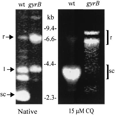 FIG. 3.