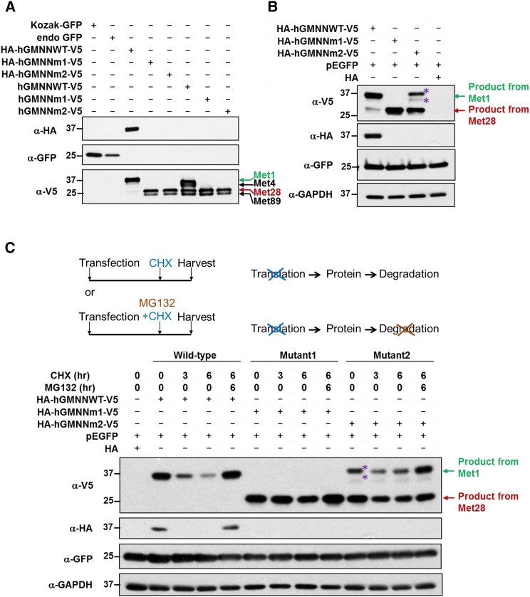 Figure 4