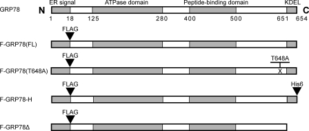 FIGURE 1.