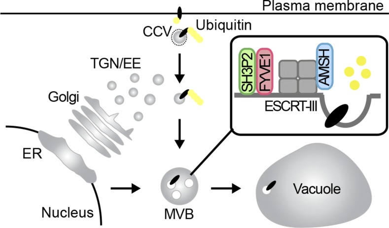 Figure 10.