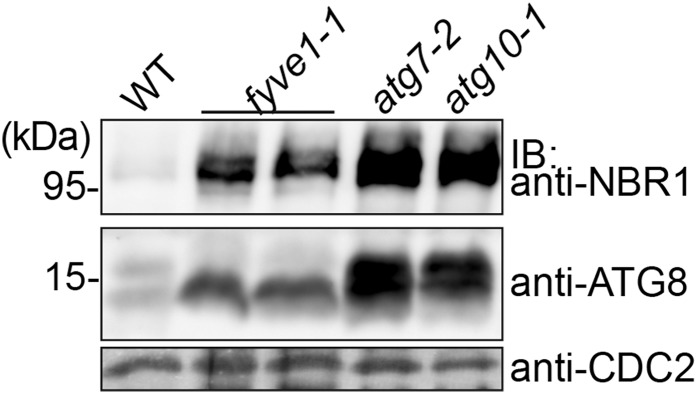 Figure 6.