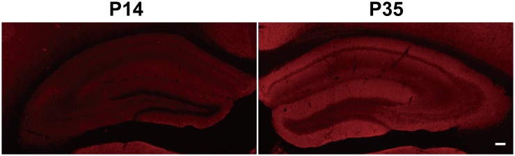 Figure 6—figure supplement 1.
