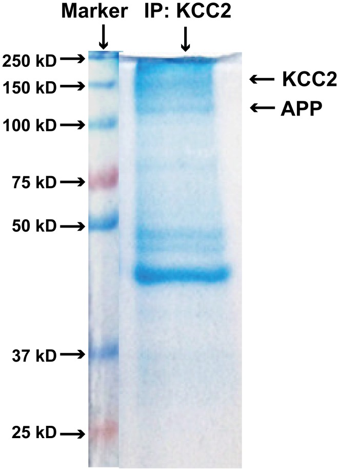 Figure 4—figure supplement 1.