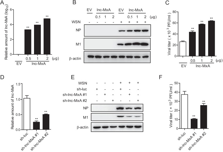 FIG 2