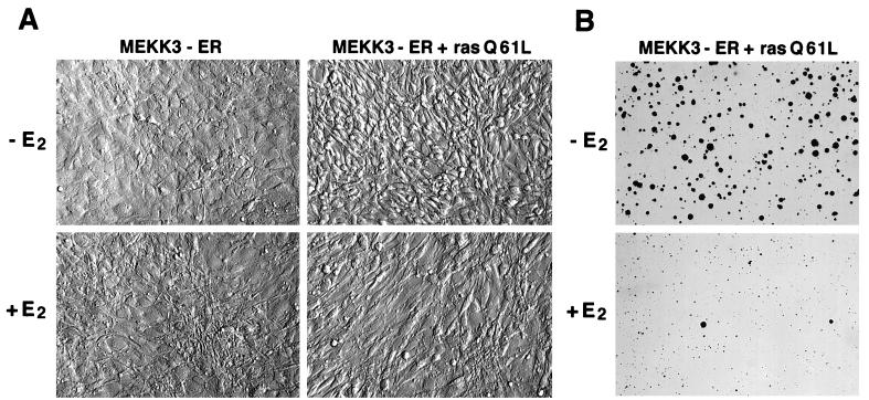 FIG. 8