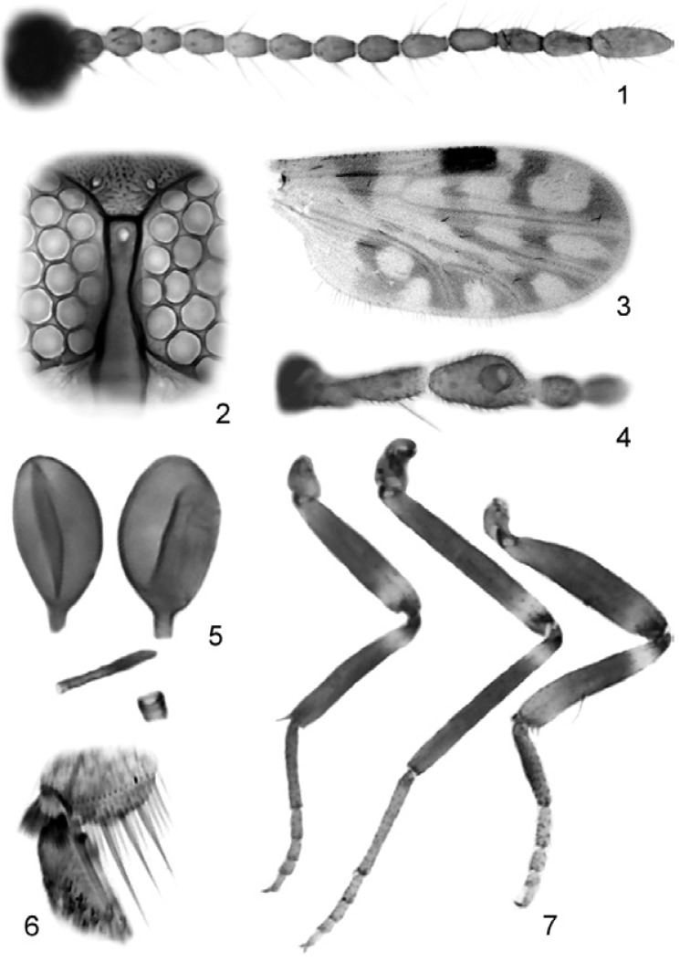 Figs 1-7