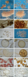 Fig. 6.