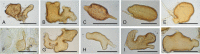 Fig. 8.