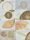 Fig. 11.