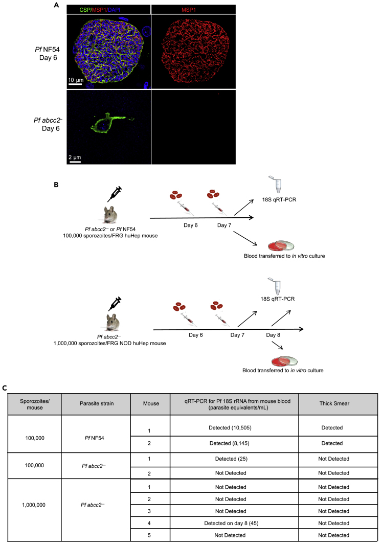 Figure 4