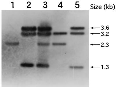 FIG. 5