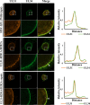 FIG 12