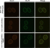 FIG 10