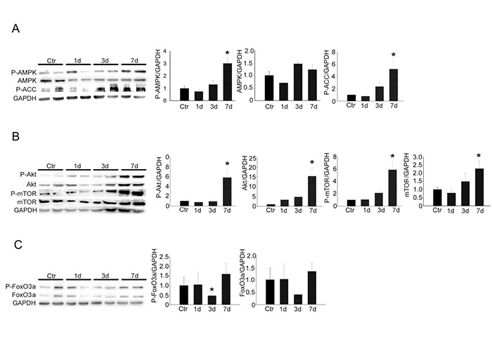 Fig 2.