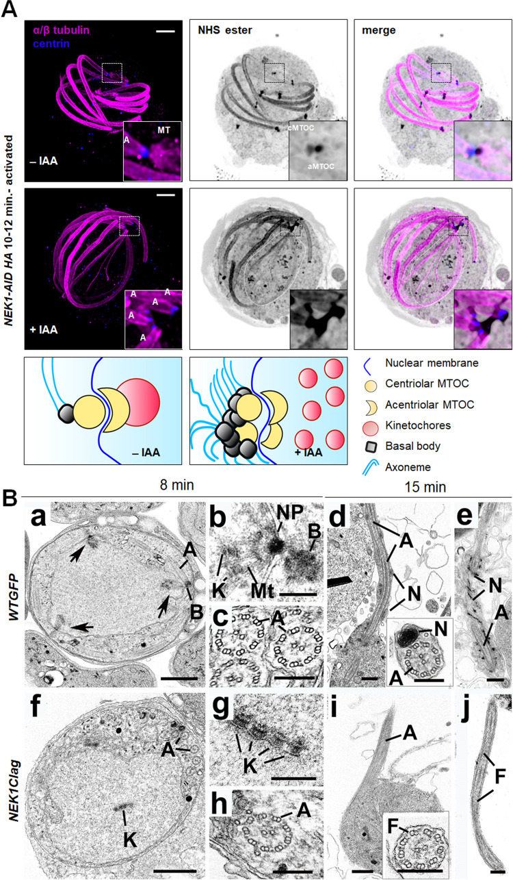 Fig 6