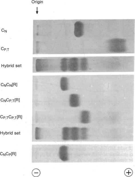 graphic file with name pnas00074-0187-a.jpg