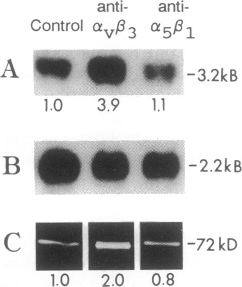 graphic file with name pnas01079-0052-a.jpg