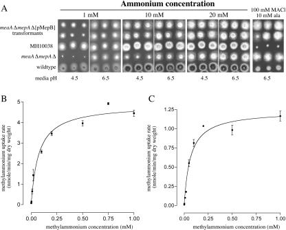 FIG. 2.