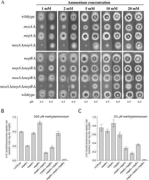 FIG. 3.