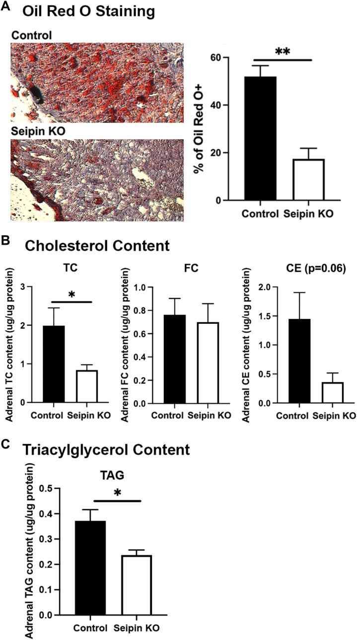 Fig. 3