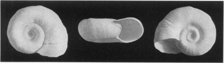 Fig. 20