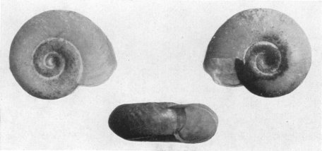 Fig. 29