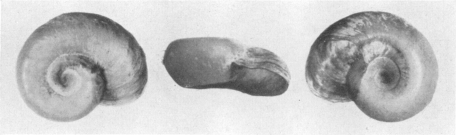 Fig. 25