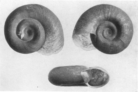 Fig. 14